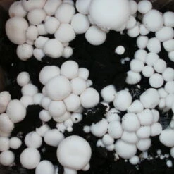 Bio Fertig-Pilzzuchtset Champignon -Bio Pflanzen Verkauf 0740400018 BIO Fertig Pilzzuchtset Champignon 2 32242