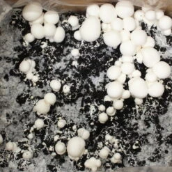 Bio Fertig-Pilzzuchtset Champignon -Bio Pflanzen Verkauf 0740400018 BIO Fertig Pilzzuchtset Champignon 32241