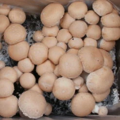 Bio Fertig-Pilzzuchtset Steinchampignon, Klein -Bio Pflanzen Verkauf 0740400023 BIO Fertig Pilzzuchtset Steinchampignon klein 2 32250