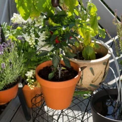 Gardena Urlaubsbewässerung City-Gardening, Bis Zu 36 Töpfe, Transformator, Zeitschaltuhr -Bio Pflanzen Verkauf 0930100238 city Gardening Urlaubsbewaesserung fuer bis zu 36 Topfpflanzen 3 61508