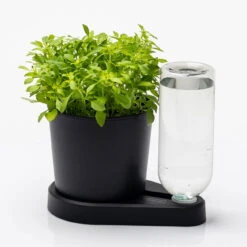 Kräuterheld, Schwarz, PP/PET, 14 X 14 X 22 Cm 5 Kräuterheld, Schwarz, PP/PET, 14 X 14 X 22 Cm -Bio Pflanzen Verkauf 0930101632 Kraeuterheld schwarz2 116324