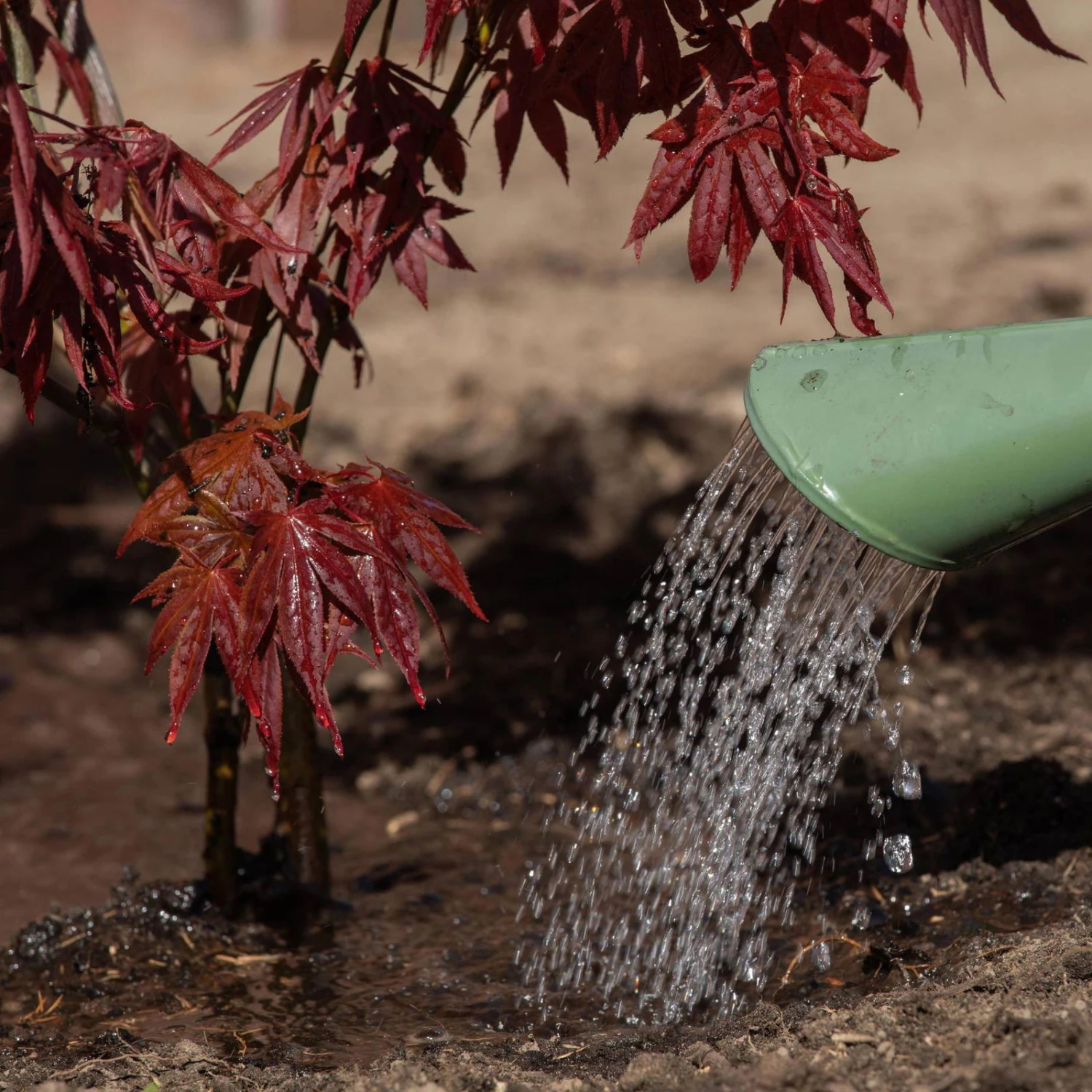 PFLANZENARZT® Ahorn-Fit, 350 Ml 2 PFLANZENARZT® Ahorn-Fit, 350 Ml – Bild 2