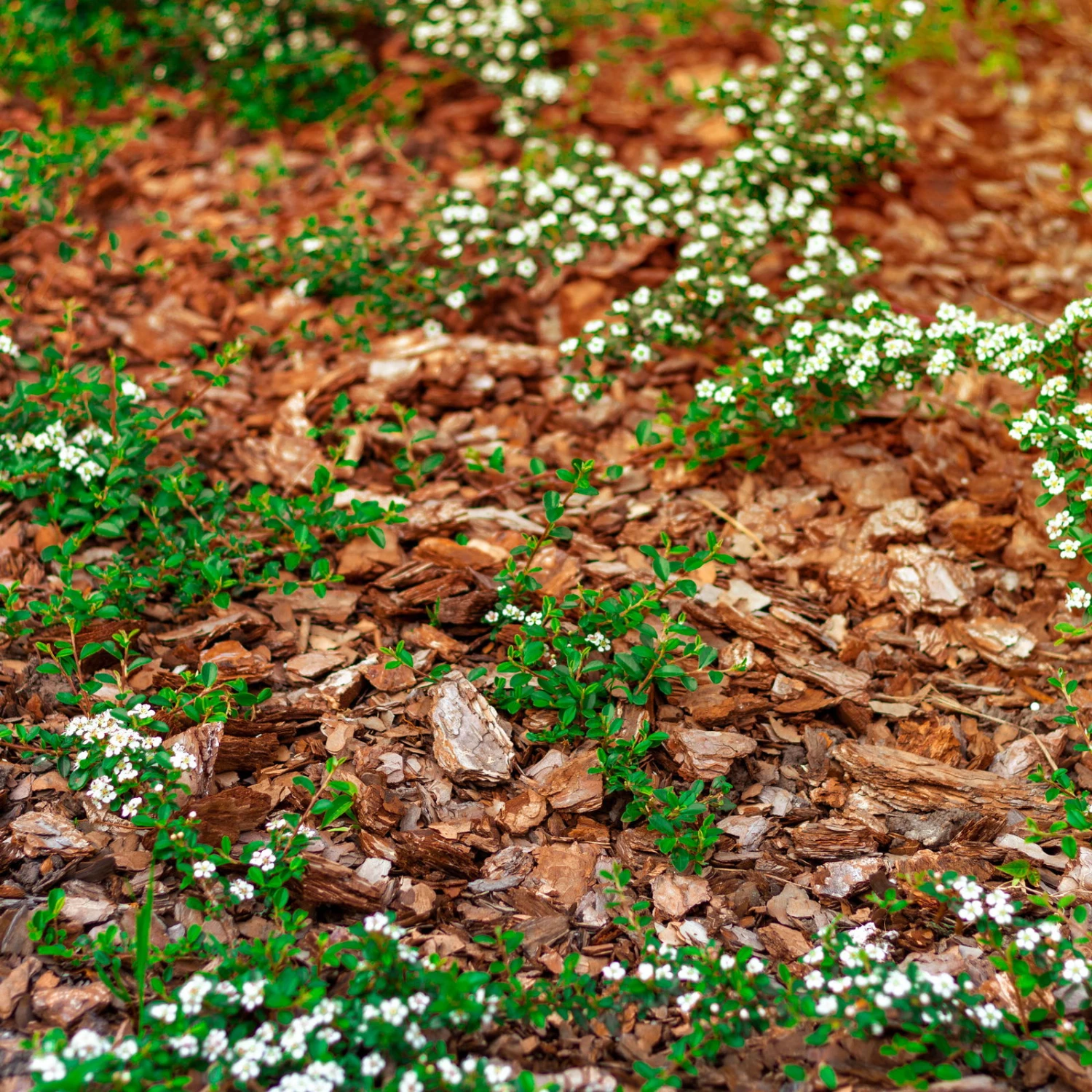 Plantavital Rindenmulch Fein, 2280l, 57 Sack á 40l 2 Plantavital Rindenmulch Fein, 2280l, 57 Sack á 40l – Bild 2