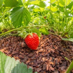 Plantavital Rindenmulch Fein, 2280l, 57 Sack á 40l 7 Plantavital Rindenmulch Fein, 2280l, 57 Sack á 40l -Bio Pflanzen Verkauf 0960 rindenmulch 2 125173