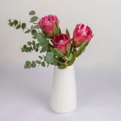 Blumenbund Protea 'Silvia' & Eukalyptus, Inkl. Gratis Grußkarte -Bio Pflanzen Verkauf 1025700018 Strauss Protea Silvia mit Cinerea 2 102267