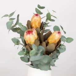 Blumenbund Protea & Eukalyptus, Inkl. Gratis Grußkarte -Bio Pflanzen Verkauf 1025700019 Strauss Protea Grandiflora 1 101679