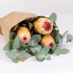 Blumenbund Protea & Eukalyptus, Inkl. Gratis Grußkarte -Bio Pflanzen Verkauf 1025700019 Strauss Protea Grandiflora 2 1 101682