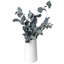 Eucalyptus Cinerea, Getrocknet, Ca. 50 Cm Lang -Bio Pflanzen Verkauf 1055300001 Eukalyptus Natur 100gr gefriergetrocknet 2 83163