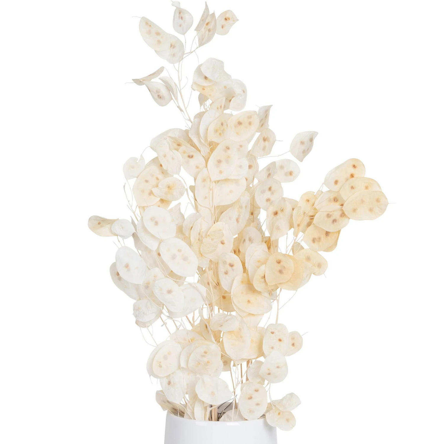 Silbertaler, Getrocknet, Lunaria, Ca. 80 Cm Lang 2 Silbertaler, Getrocknet, Lunaria, Ca. 80 Cm Lang – Bild 2