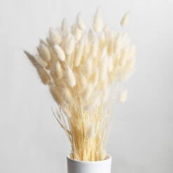 Samtgras Im Bund, Gebleicht Und Getrocknet, Ca. 65 Cm