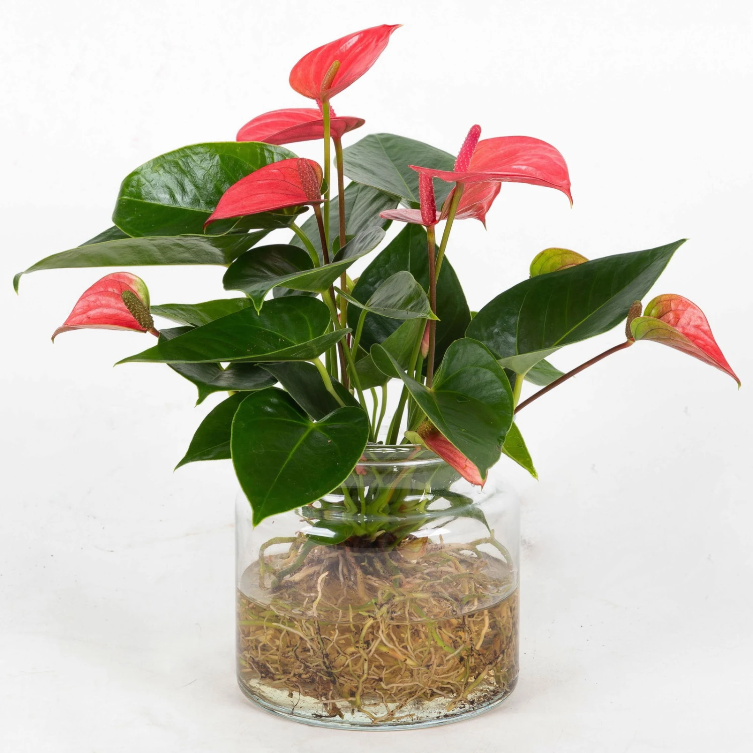 Anthurie 'Water Roots' Rosa In Glasvase 12cm Ø, Ohne Erde 1 Anthurie 'Water Roots' Rosa In Glasvase 12cm Ø, Ohne Erde