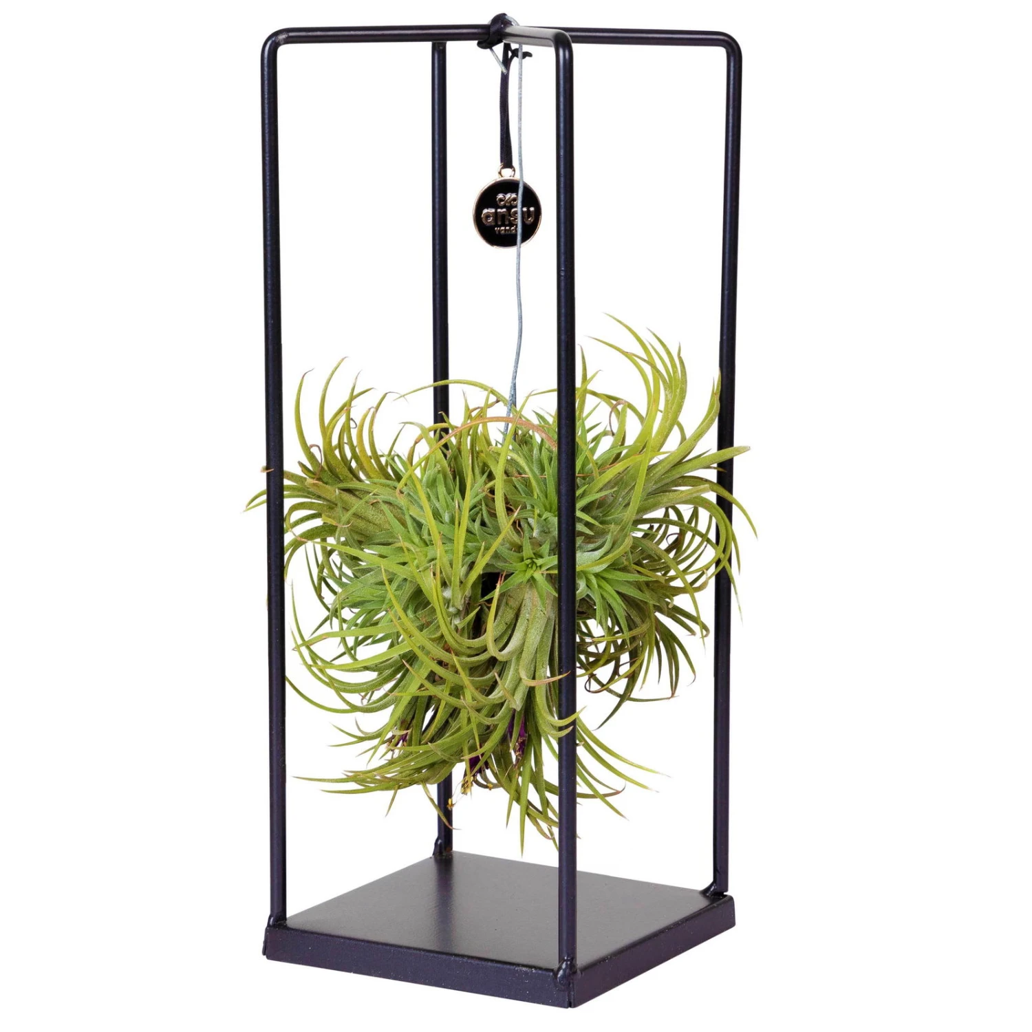 Tillandsia 'Silver Ball' In Eckigem Metallgestell, 17cm Ø 2 Tillandsia 'Silver Ball' In Eckigem Metallgestell, 17cm Ø – Bild 2