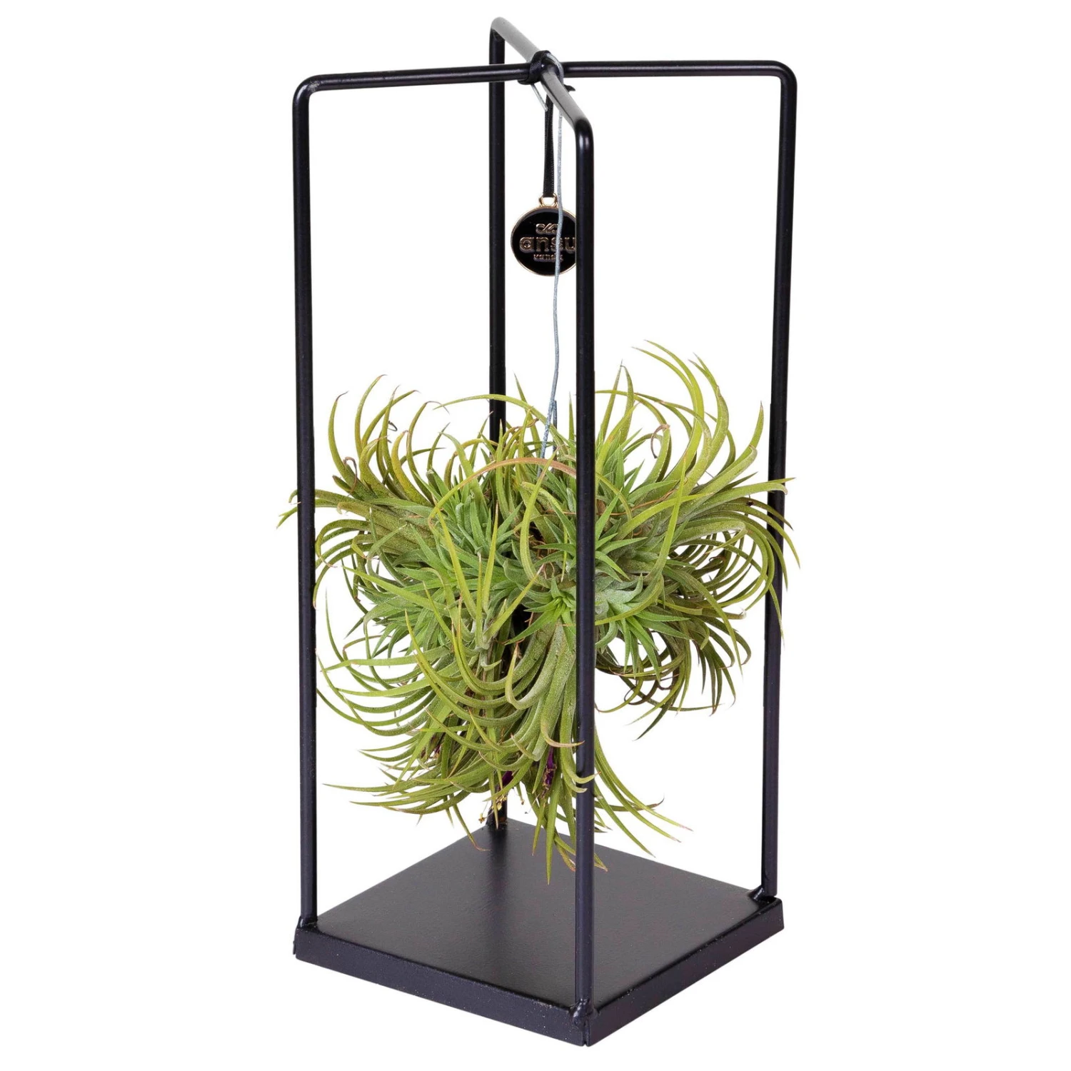 Tillandsia 'Silver Ball' In Eckigem Metallgestell, 17cm Ø 3 Tillandsia 'Silver Ball' In Eckigem Metallgestell, 17cm Ø – Bild 3