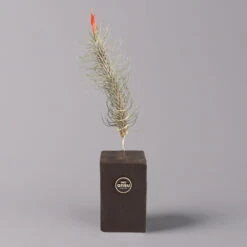 Tillandsien-Trio Im Holzständer -Bio Pflanzen Verkauf 1530103258 Tillandsia Trio auf Holzblock 1 a 112329