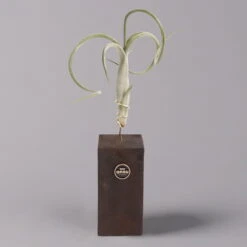 Tillandsien-Trio Im Holzständer -Bio Pflanzen Verkauf 1530103258 Tillandsia Trio auf Holzblock 1 b 112328