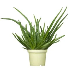Bio Aloe 'Sweet', Topf-Ø 12 Cm, 2er-Set -Bio Pflanzen Verkauf 1610200312 Blu Bio Aloe vera Sweet 2er Set 1 109456
