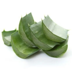 Bio Aloe 'Sweet', Topf-Ø 12 Cm, 2er-Set -Bio Pflanzen Verkauf 1610200312 Blu Bio Aloe vera Sweet 2er Set 4 109459