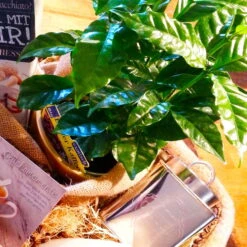 Blu Bio Kaffeepflanze, Topf-Ø 12 Cm, 2er Set -Bio Pflanzen Verkauf 1610200353 Blu Bio Kaffee Echter T12 2er Set Coffea arabica 5 122693