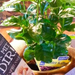 Blu Bio Kaffeepflanze, Topf-Ø 12 Cm, 2er Set -Bio Pflanzen Verkauf 1610200353 Blu Bio Kaffee Echter T12 2er Set Coffea arabica 6 122692