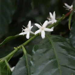 Blu Bio Kaffeepflanze, Topf-Ø 12 Cm, 2er Set -Bio Pflanzen Verkauf 1610200353 blu bio kaffee echter 2 122665