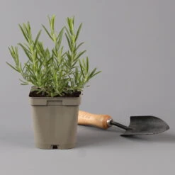 Grillkräuter Salbei, Rosmarin & Thymian, Topf 11x11 Cm, Inkl. Greenbar® -Bio Pflanzen Verkauf 1610300382 rosmarin Greenbar Grillkraeuter Kasten Anthrazit und 3Kraeuter t 122891