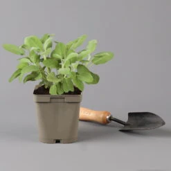 Grillkräuter Salbei, Rosmarin & Thymian, Topf 11x11 Cm, Inkl. Greenbar® -Bio Pflanzen Verkauf 1610300382 salbei Greenbar Grillkraeuter Kasten Anthrazit und 3Kraeuter t 122890