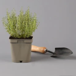 Grillkräuter Salbei, Rosmarin & Thymian, Topf 11x11 Cm, Inkl. Greenbar® -Bio Pflanzen Verkauf 1610300382 thymian Greenbar Grillkraeuter Kasten Anthrazit und 3Kraeuter t 122889