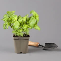 Küchenkräuter Basilikum, Oregano & Petersilie, Topf 11x11 Cm, Inkl. Greenbar® -Bio Pflanzen Verkauf 1610300383 basilikum Greenbar Kuechenkraeuter Kasten Anthrazit und 3Kraeuter 122886