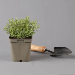 Küchenkräuter Basilikum, Oregano & Petersilie, Topf 11x11 Cm, Inkl. Greenbar® -Bio Pflanzen Verkauf 1610300383 oregano Greenbar Kuechenkraeuter Kasten Anthrazit und 3Kraeuter 122885