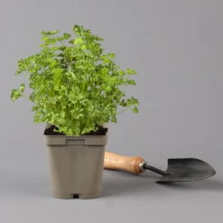 Küchenkräuter Basilikum, Oregano & Petersilie, Topf 11x11 Cm, Inkl. Greenbar® -Bio Pflanzen Verkauf 1610300383 petersilie Greenbar Kuechenkraeuter Kasten Anthrazit und 3Kraeuter 122884