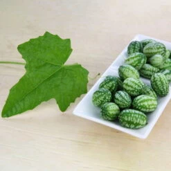 Bio Mexikanische Minigurke, Topf-Ø 12 Cm, 3er-Set -Bio Pflanzen Verkauf 1620330088 Blu Bio Mexikanische Minigurke 3er Set 2 109708