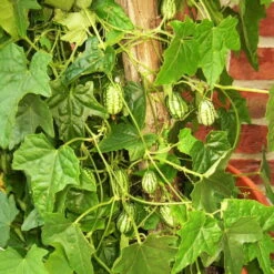 Bio Mexikanische Minigurke, Topf-Ø 12 Cm, 3er-Set -Bio Pflanzen Verkauf 1620330088 Blu Bio Mexikanische Minigurke 3er Set 3 109706