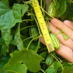 Bio Mexikanische Minigurke, Topf-Ø 12 Cm, 3er-Set -Bio Pflanzen Verkauf 1620330088 Blu Bio Mexikanische Minigurke 3er Set 4 109707