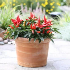 Bio Paprika 'Naschzipfel', Mild, Topf-Ø 12 Cm, 3er-Set -Bio Pflanzen Verkauf 1620330092 Blu Bio Naschzipfel mild 3er Set 4 109485