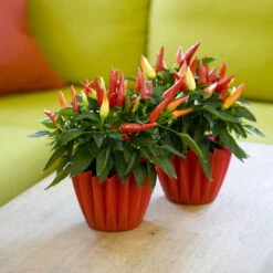 Bio Paprika 'Naschzipfel', Mild, Topf-Ø 12 Cm, 3er-Set -Bio Pflanzen Verkauf 1620330092 Blu Bio Naschzipfel mild 3er Set 5 109486