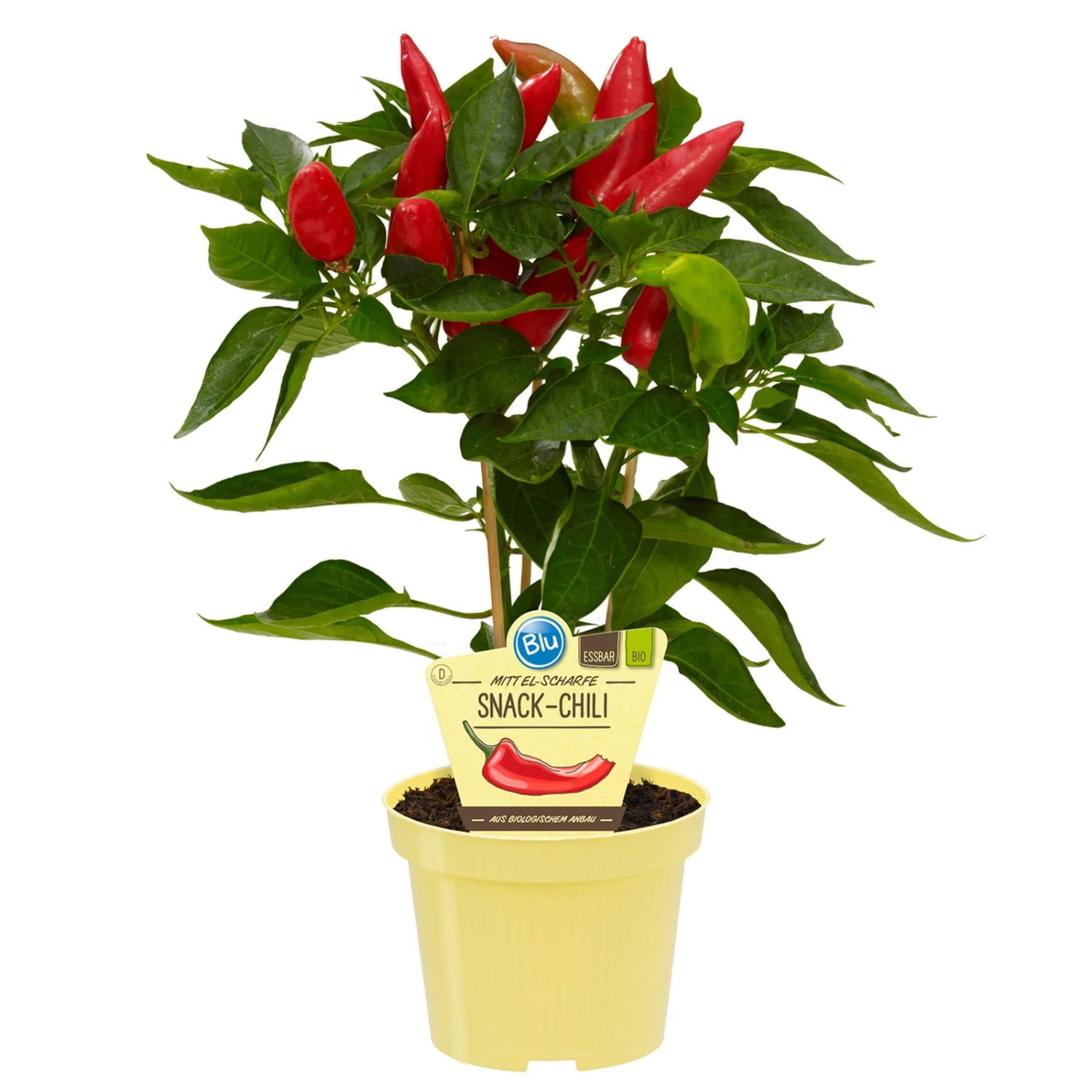 Blu Bio Snack-Chili, Mittelscharf, Topf-Ø 12 Cm, 3er-Set 1 Blu Bio Snack-Chili, Mittelscharf, Topf-Ø 12 Cm, 3er-Set