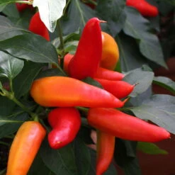 Blu Bio Snack-Chili, Mittelscharf, Topf-Ø 12 Cm, 3er-Set 8 Blu Bio Snack-Chili, Mittelscharf, Topf-Ø 12 Cm, 3er-Set -Bio Pflanzen Verkauf 1620330094 Blu Bio Snack Chilli mittelscharf 3er Set 4 109488