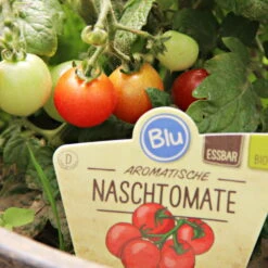 Blu Bio Cocktailtomate 'Naschtomate F1', Topf-Ø 12 Cm, 3er Set -Bio Pflanzen Verkauf 1620330131 Blu Bio Naschtomate T12 3er Set Cocktailtomate 2 124300
