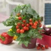 Blu Bio Cocktailtomate 'Naschtomate F1', Topf-Ø 12 Cm, 3er Set