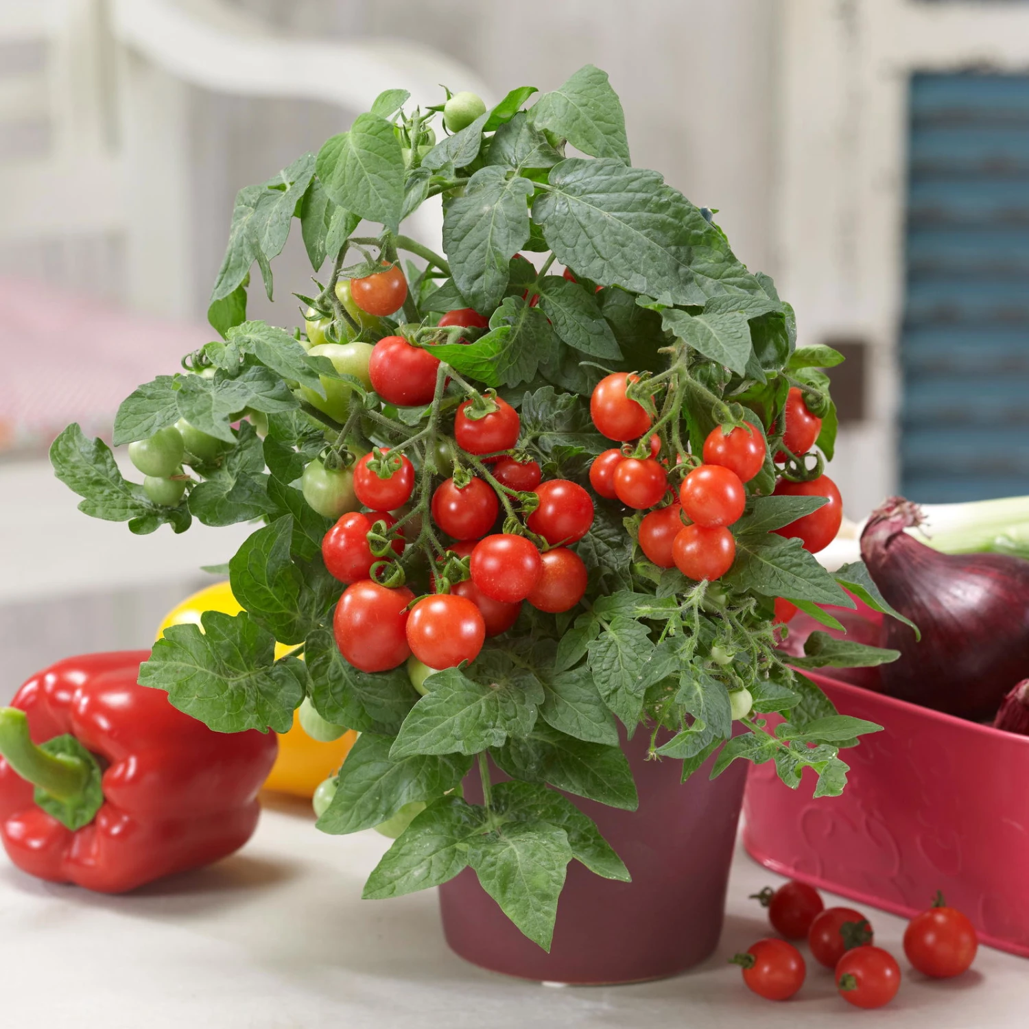 Bio Pflanzen Verkauf -Bio Pflanzen Verkauf 1620330131 Blu Bio Naschtomate T12 3er Set Cocktailtomate 5 124298