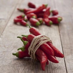 Blu Bio Chilipflanze Zwerg-Chili, Topf-Ø 12 Cm, 3er Set -Bio Pflanzen Verkauf 1620330132 Blu Bio Zwerg Chili mit Fruechte T12 3er Set extra scharf 12 124310