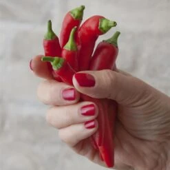 Blu Bio Chilipflanze Zwerg-Chili, Topf-Ø 12 Cm, 3er Set -Bio Pflanzen Verkauf 1620330132 Blu Bio Zwerg Chili mit Fruechte T12 3er Set extra scharf 1 124309