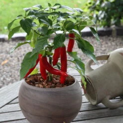 Blu Bio Chilipflanze Zwerg-Chili, Topf-Ø 12 Cm, 3er Set -Bio Pflanzen Verkauf 1620330132 Blu Bio Zwerg Chili mit Fruechte T12 3er Set extra scharf 6 124307