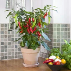 Blu Bio Chilipflanze Zwerg-Chili, Topf-Ø 12 Cm, 3er Set -Bio Pflanzen Verkauf 1620330132 Blu Bio Zwerg Chili mit Fruechte T12 3er Set extra scharf 9 124306