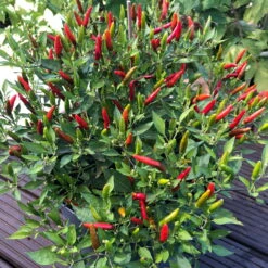 Blu Bio Chili 'Thai Chili F1', Topf-Ø 15 Cm, 3er Set -Bio Pflanzen Verkauf 1620330133 Blu Bio Thai Chili T15 3er Set mit Fruechte 11 124316