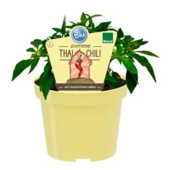 Blu Bio Chili 'Thai Chili F1', Topf-Ø 15 Cm, 3er Set -Bio Pflanzen Verkauf 1620330133 Blu Bio Thai Chili T15 3er Set mit Fruechte 1 124312