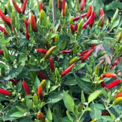 Blu Bio Chili 'Thai Chili F1', Topf-Ø 15 Cm, 3er Set -Bio Pflanzen Verkauf 1620330133 Blu Bio Thai Chili T15 3er Set mit Fruechte 2 124314