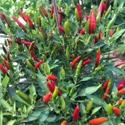 Blu Bio Chili 'Thai Chili F1', Topf-Ø 15 Cm, 3er Set -Bio Pflanzen Verkauf 1620330133 Blu Bio Thai Chili T15 3er Set mit Fruechte 3 124313