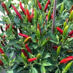 Blu Bio Chili 'Thai Chili F1', Topf-Ø 15 Cm, 3er Set -Bio Pflanzen Verkauf 1620330133 Blu Bio Thai Chili T15 3er Set mit Fruechte 4 124318