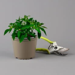 Blu Bio Chili 'Thai Chili F1', Topf-Ø 15 Cm, 3er Set -Bio Pflanzen Verkauf 1620330133 Blu Bio Thai Chili T15 3er Set mit Fruechte 124315